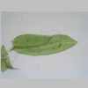 Leaf 10er 02.jpg